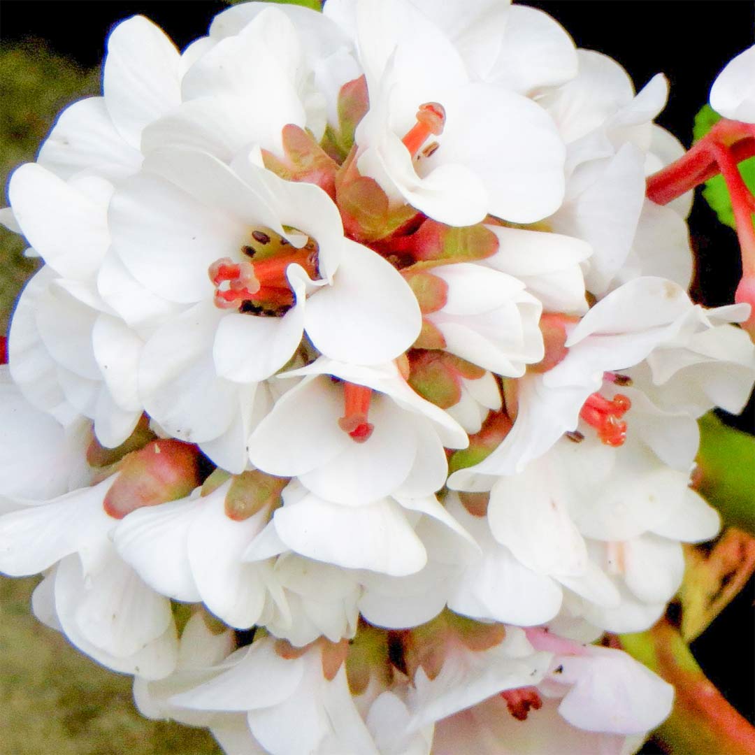 Bergenia 'Silberlicht'