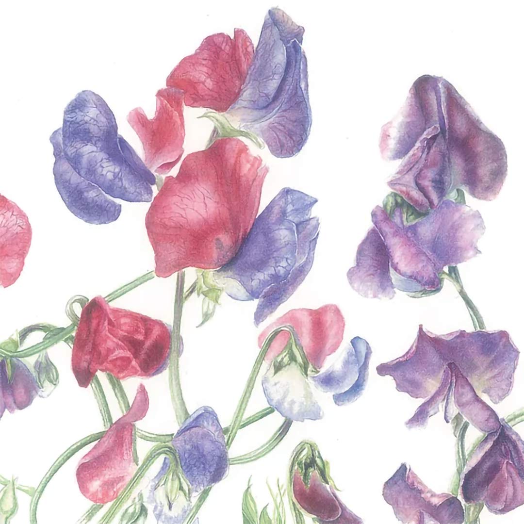 Botanical Painting Workshop: Summer Bouquet. Watercolour painting of Sweet Peas.