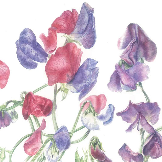 Botanical Painting Workshop: Summer Bouquet. Watercolour painting of Sweet Peas.