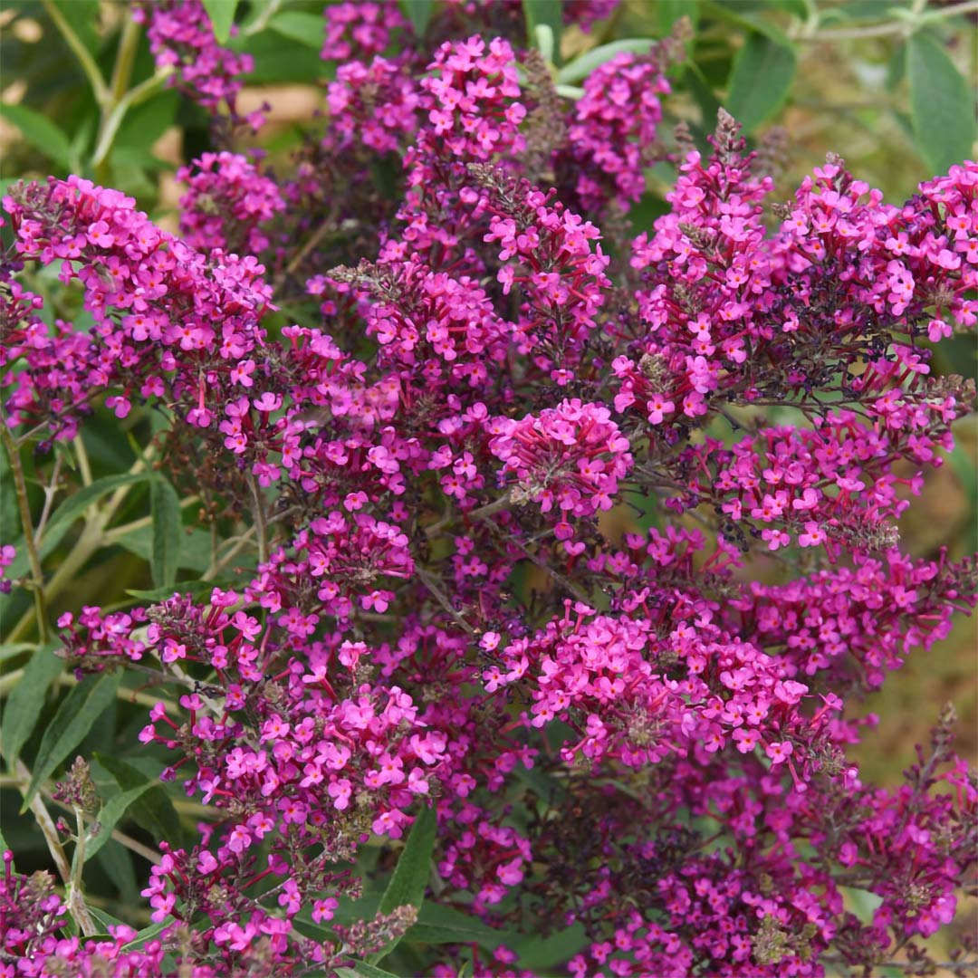 Buddleja colvilei pink form