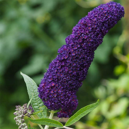 Buddleja davidii 'Black Knight'