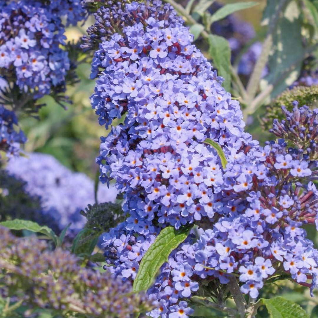 Buddleja davidii 'Buzz Sky Blue'