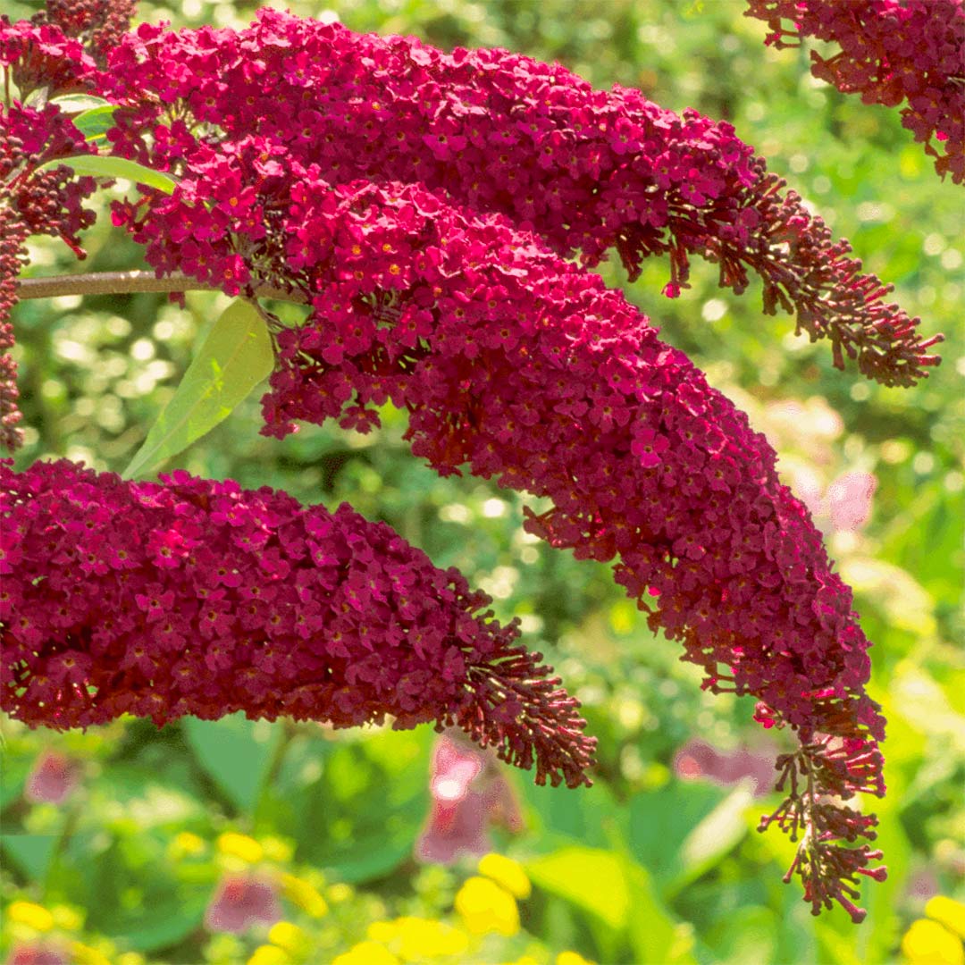 Buddleja davidii 'Royal Red'
