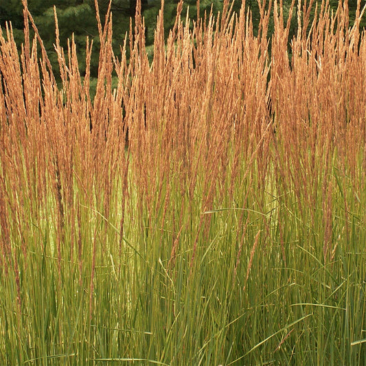 Calamagrostis x acutiflora 'Karl Foerster'