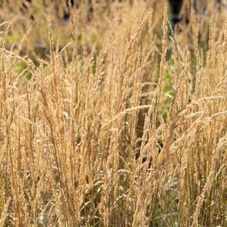 Calamagrostis x acutiflora 'Overdam'