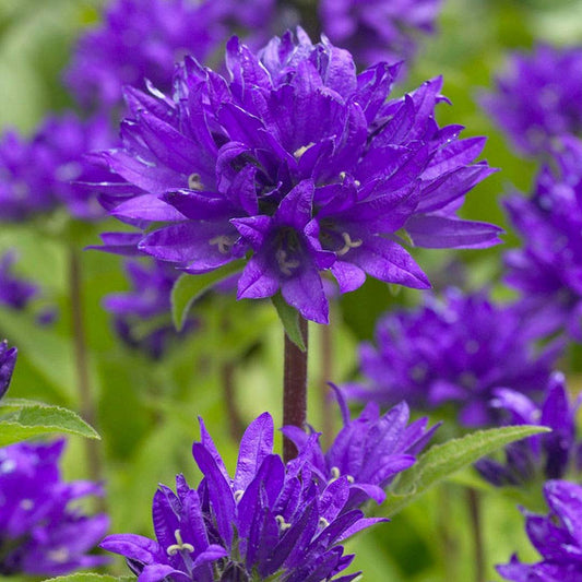 Campanula glomerata 'Superba'