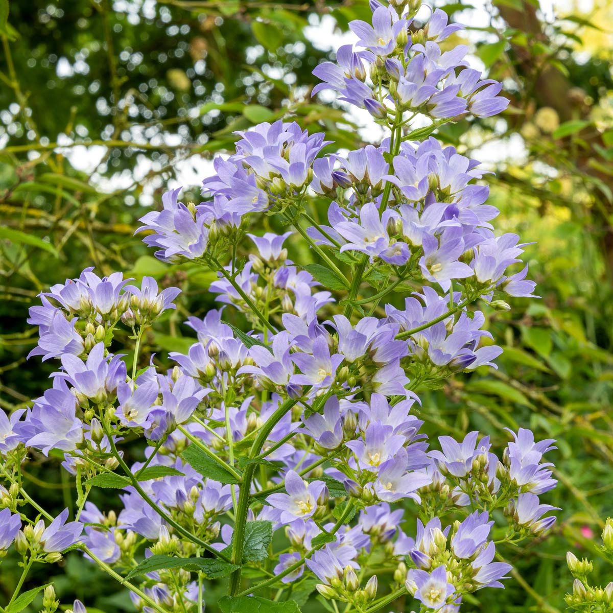 Campanula lactiflora at Barnsdale Gardens