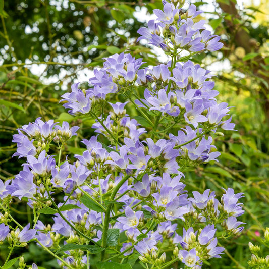 Campanula lactiflora at Barnsdale Gardens