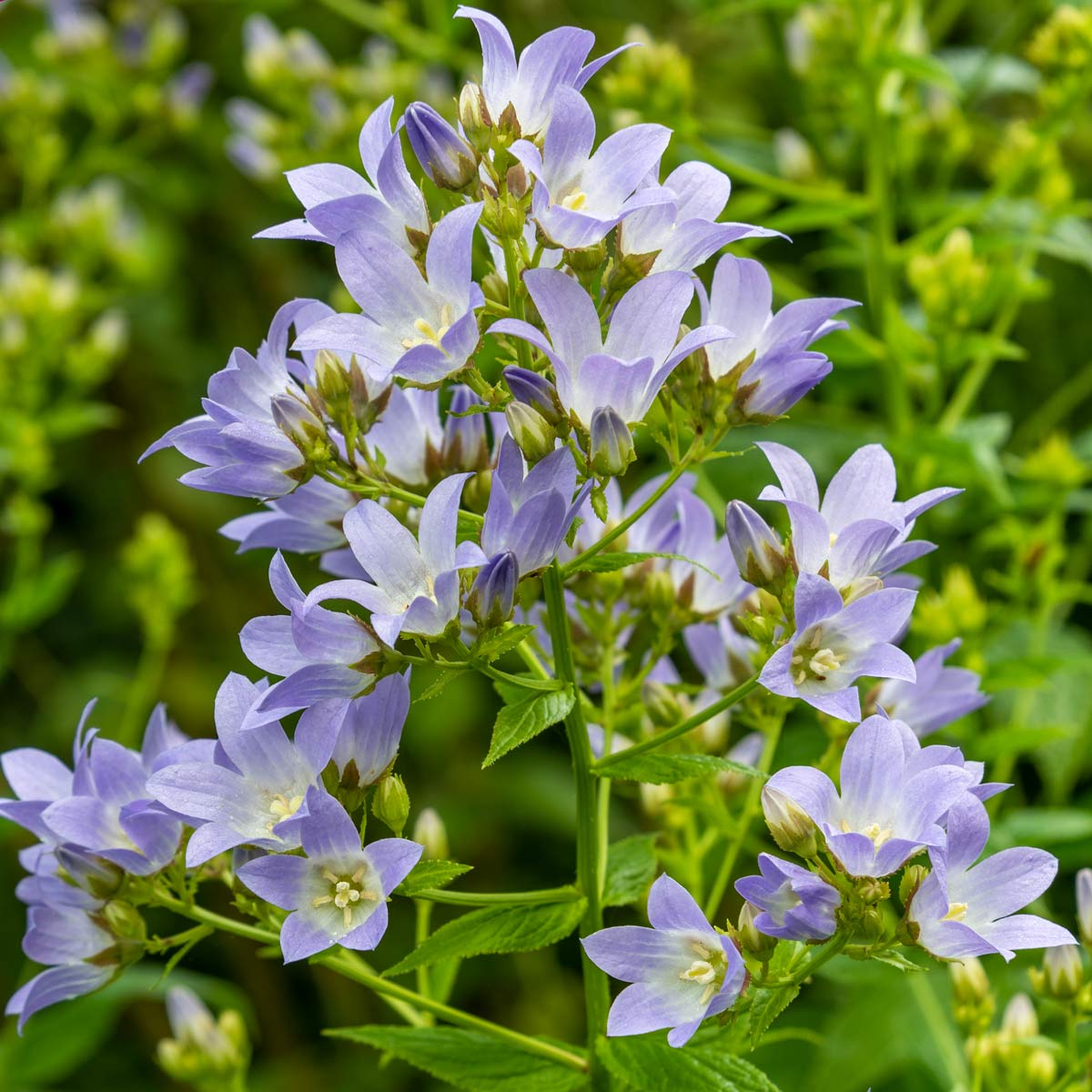 Campanula lactiflora at Barnsdale Gardens