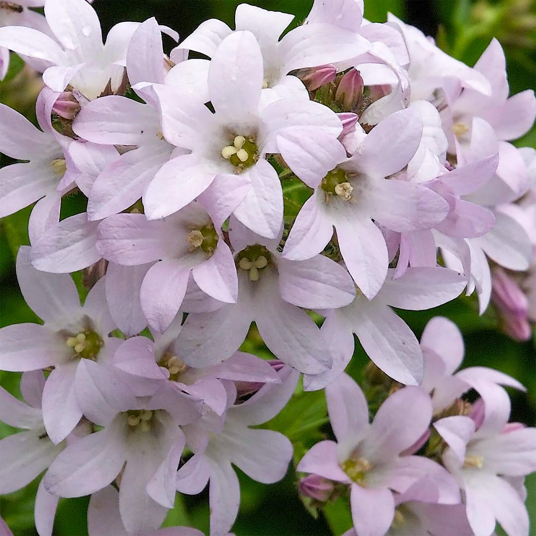 Campanula lactiflora 'Loddon Anna'