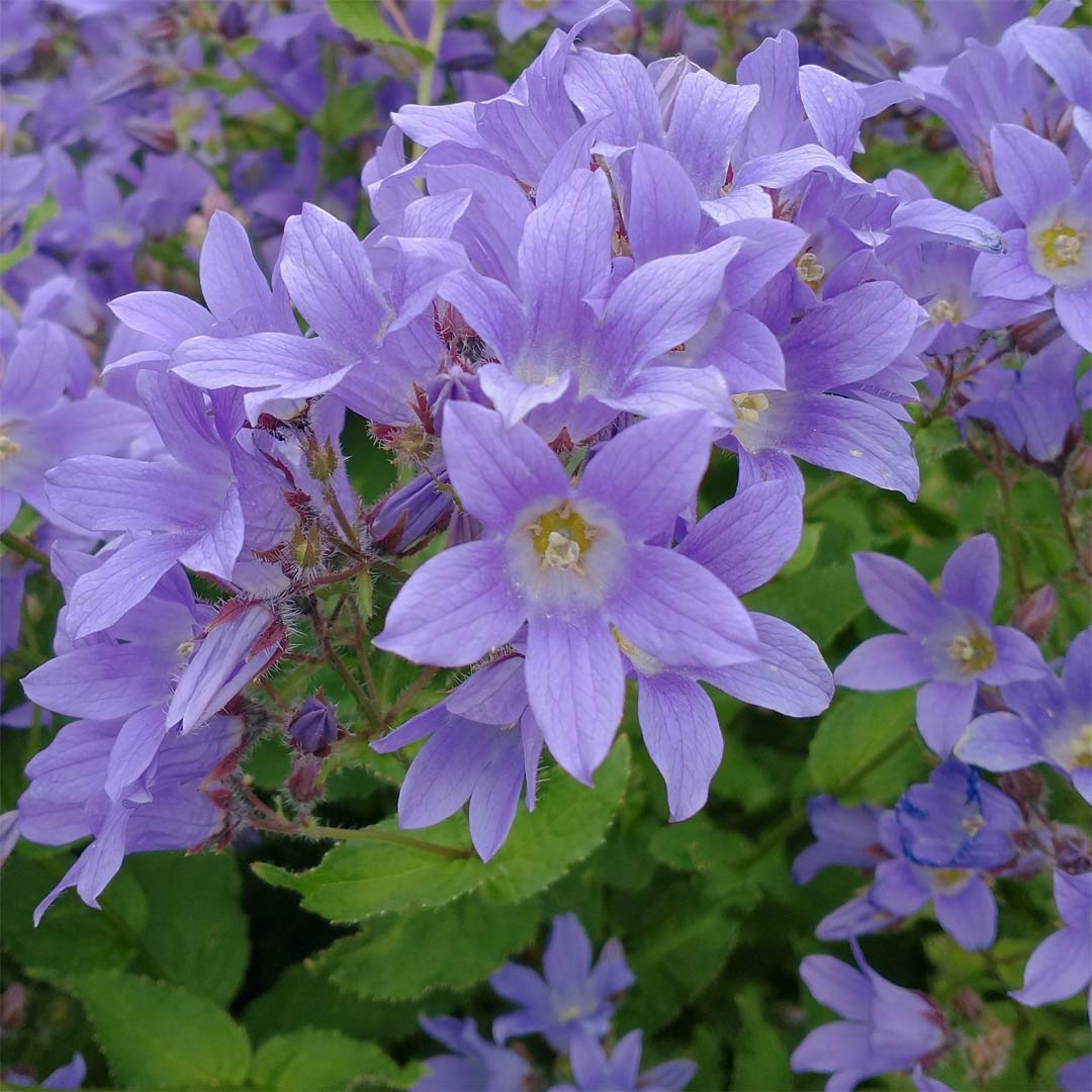 Campanula lactiflora 'Prichard's Variety'