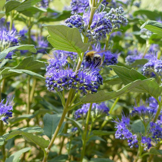 Caryopteris x clandonensis 'Grand Bleu'