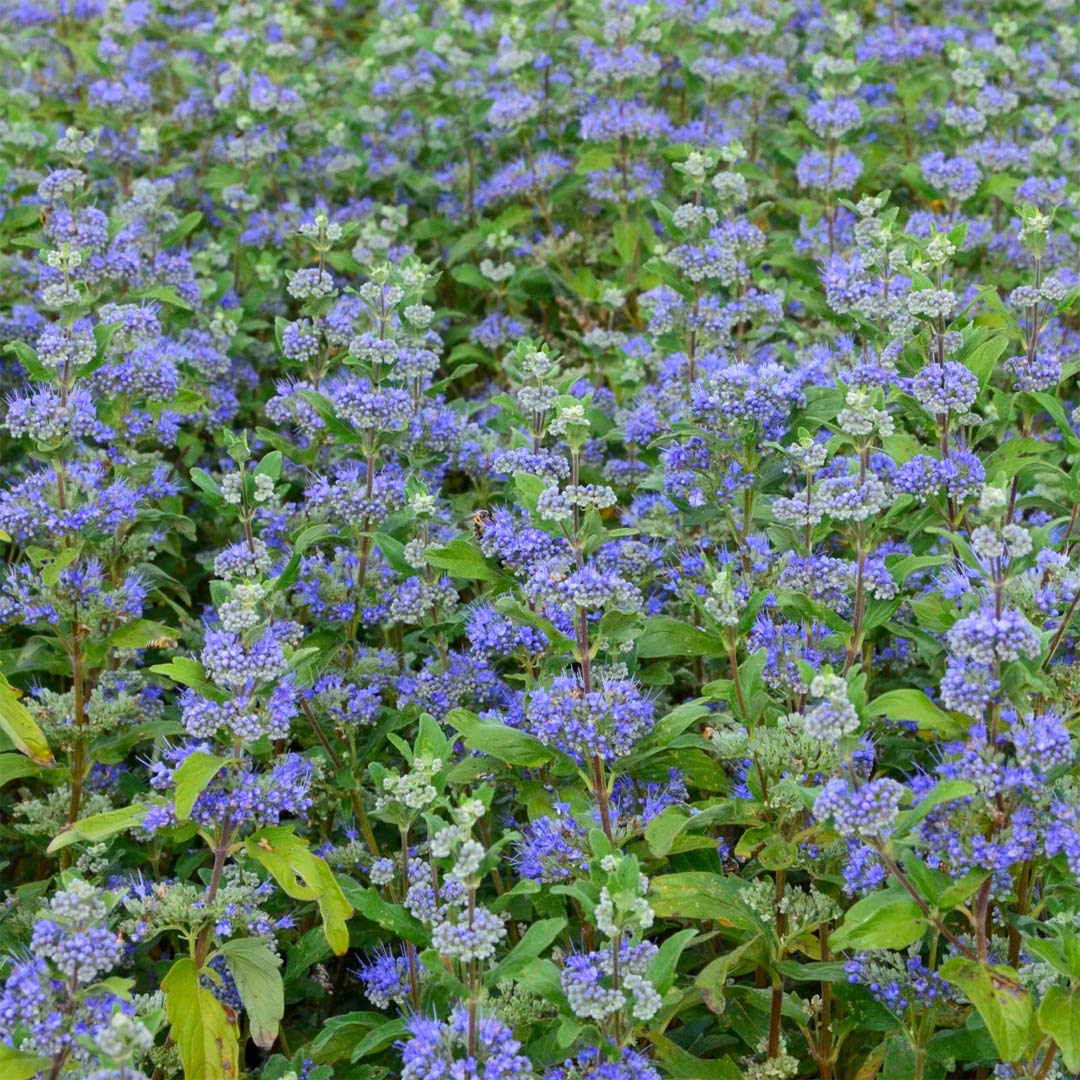 Caryopteris x clandonensis 'Grand Bleu'
