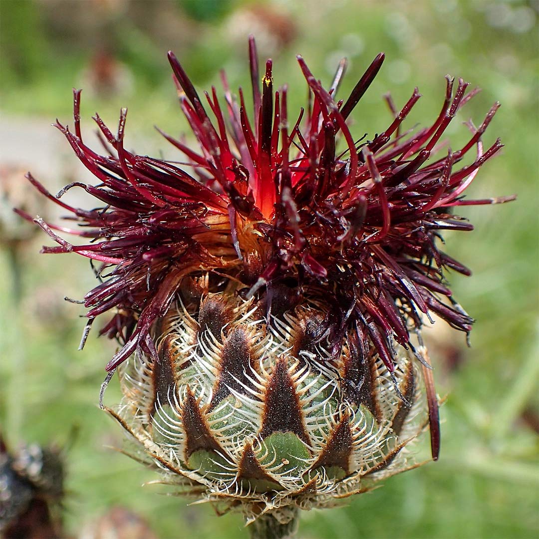 Centaurea atropurpurea