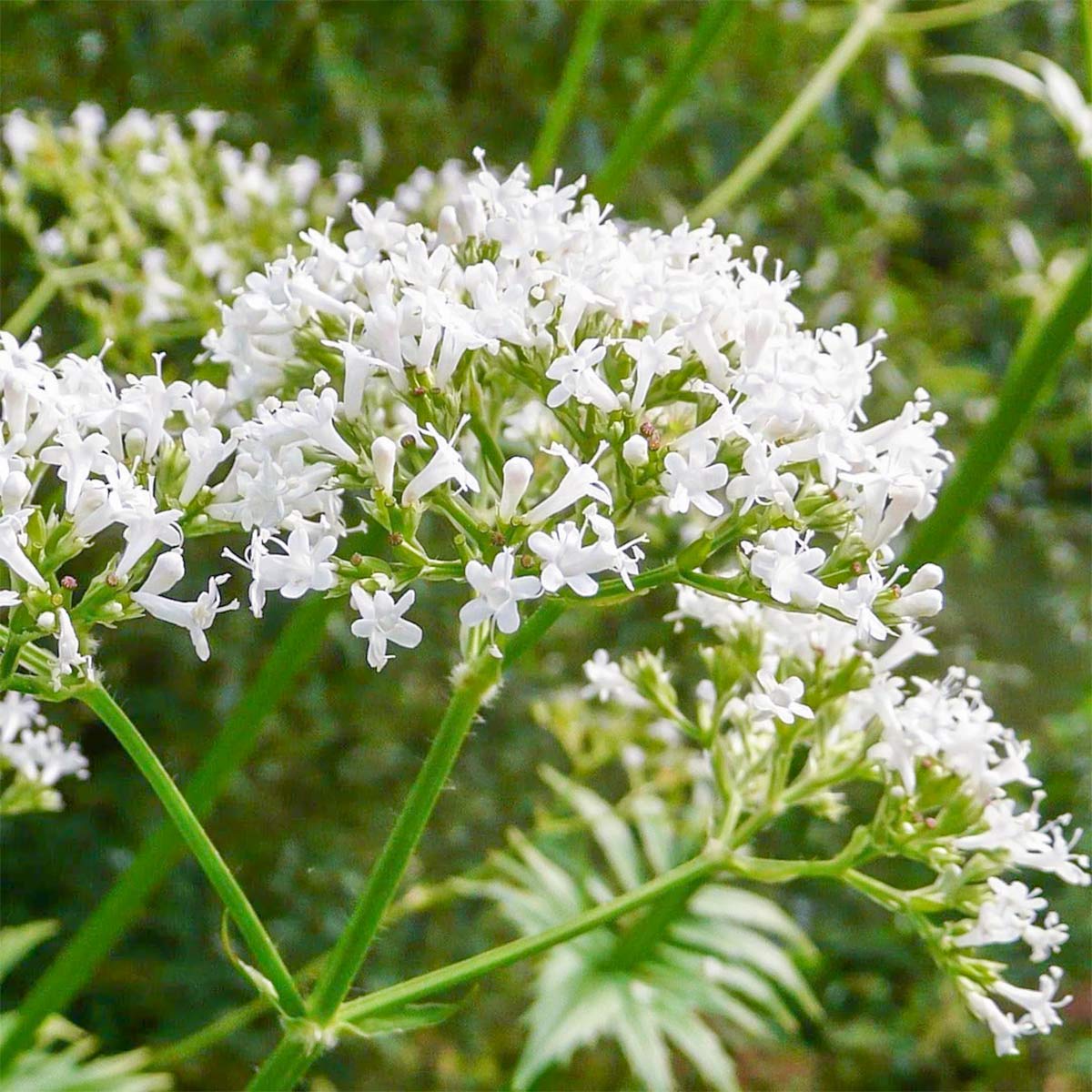 Centranthus ruber 'Albus'