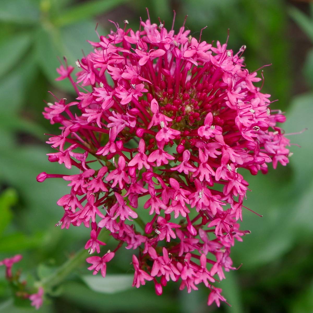 Centranthus ruber var. coccineus