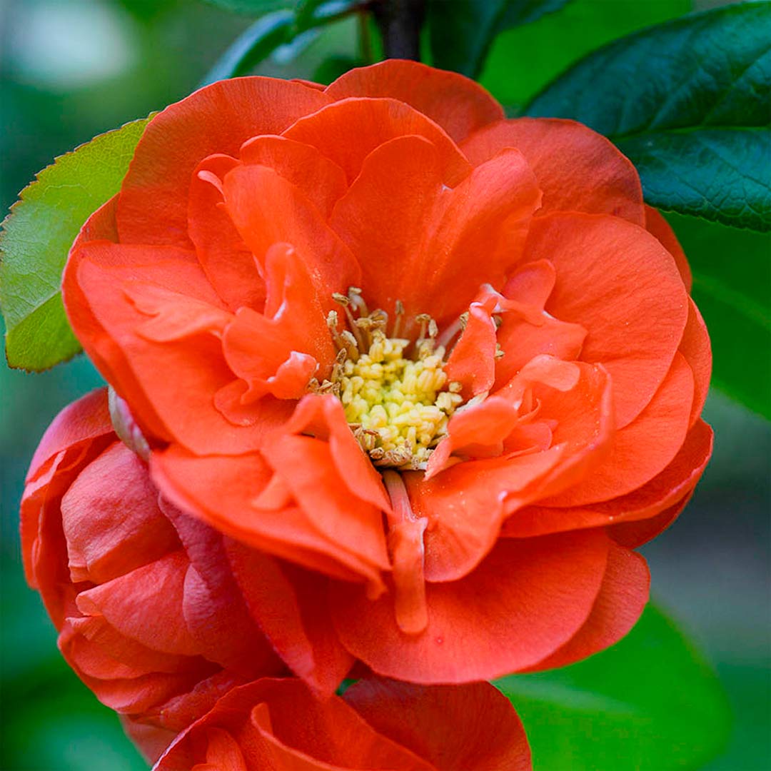 Chaenomeles speciosa 'Mango Storm' (Japanese Quince)