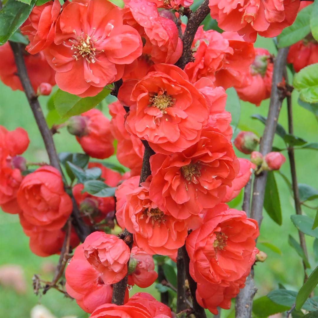 Japanese Quince, Chaenomeles speciosa 'Mango Storm' (Flowering Quince)