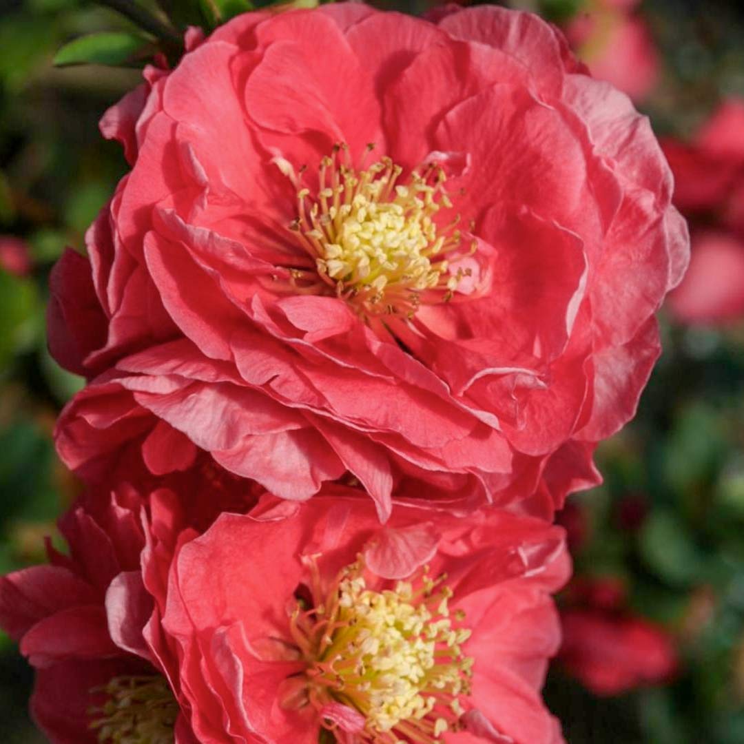 Chaenomeles speciosa 'Pink storm' (Japanese Quince)