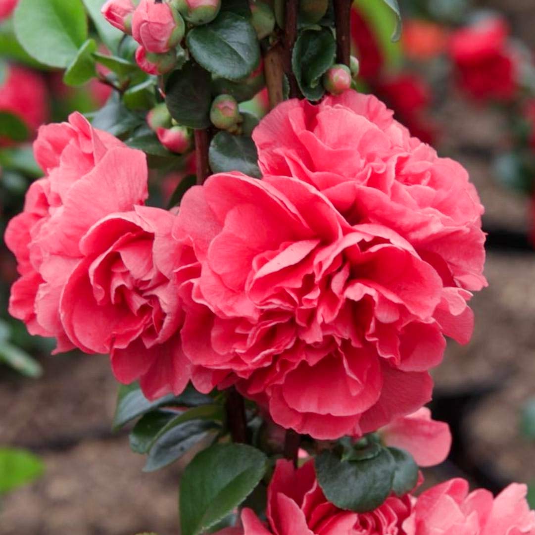 Flowering Quince, Chaenomeles speciosa 'Pink storm' (Japanese Quince)