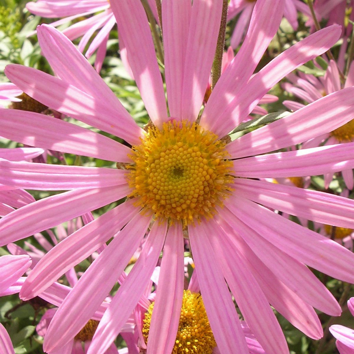 Chrysanthemum 'Clara Curtis'