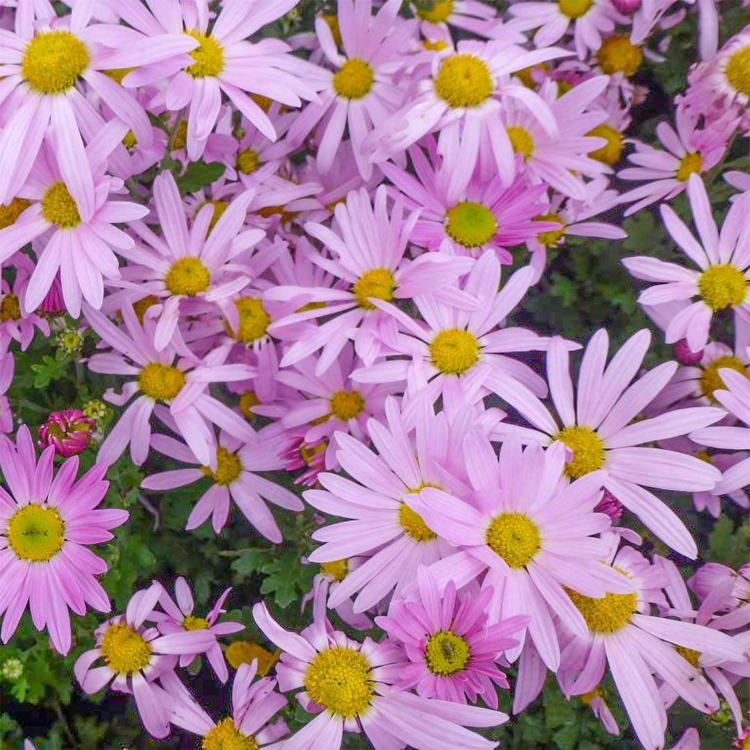 Chrysanthemum 'Clara Curtis'