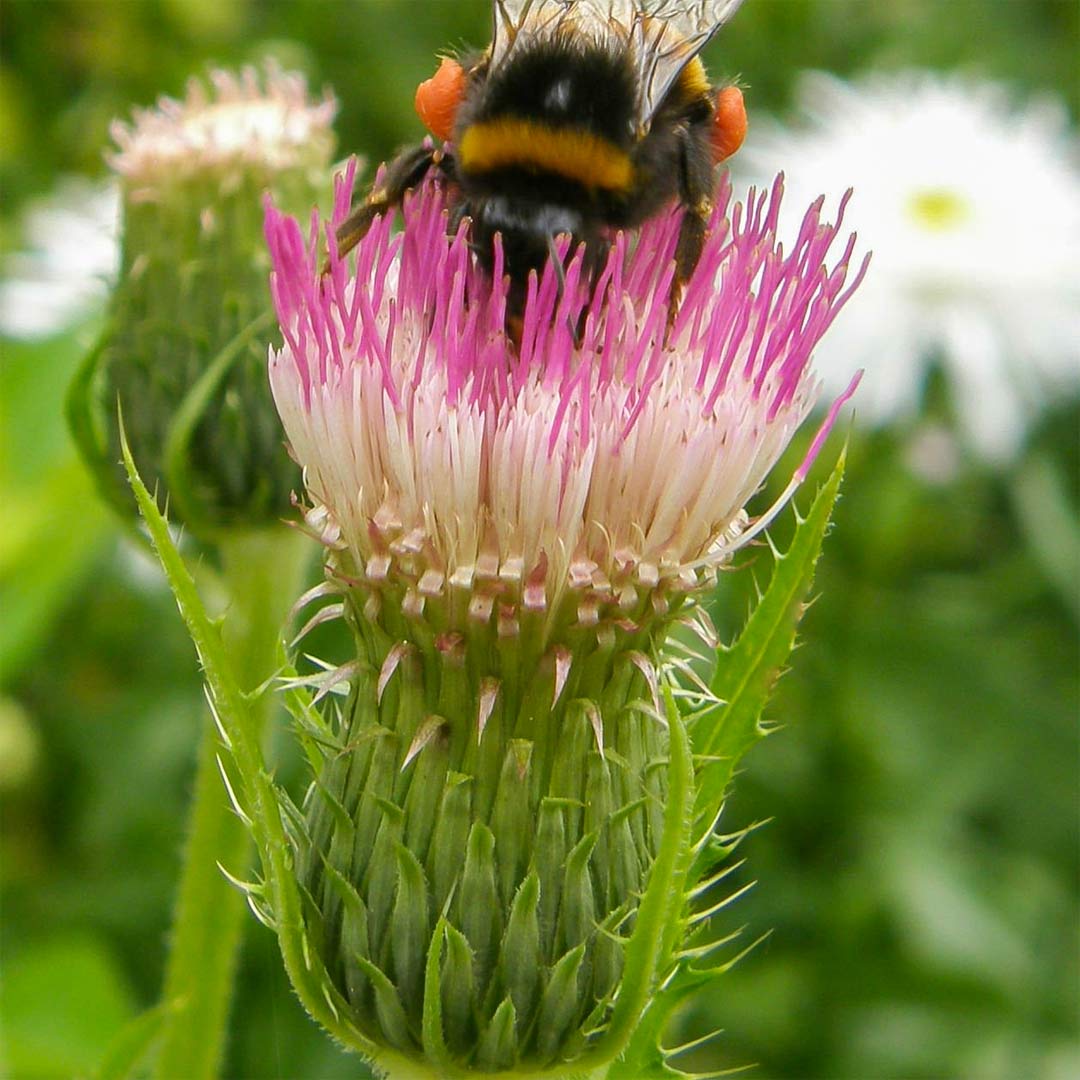 Cirsium ‘Mount Etna’