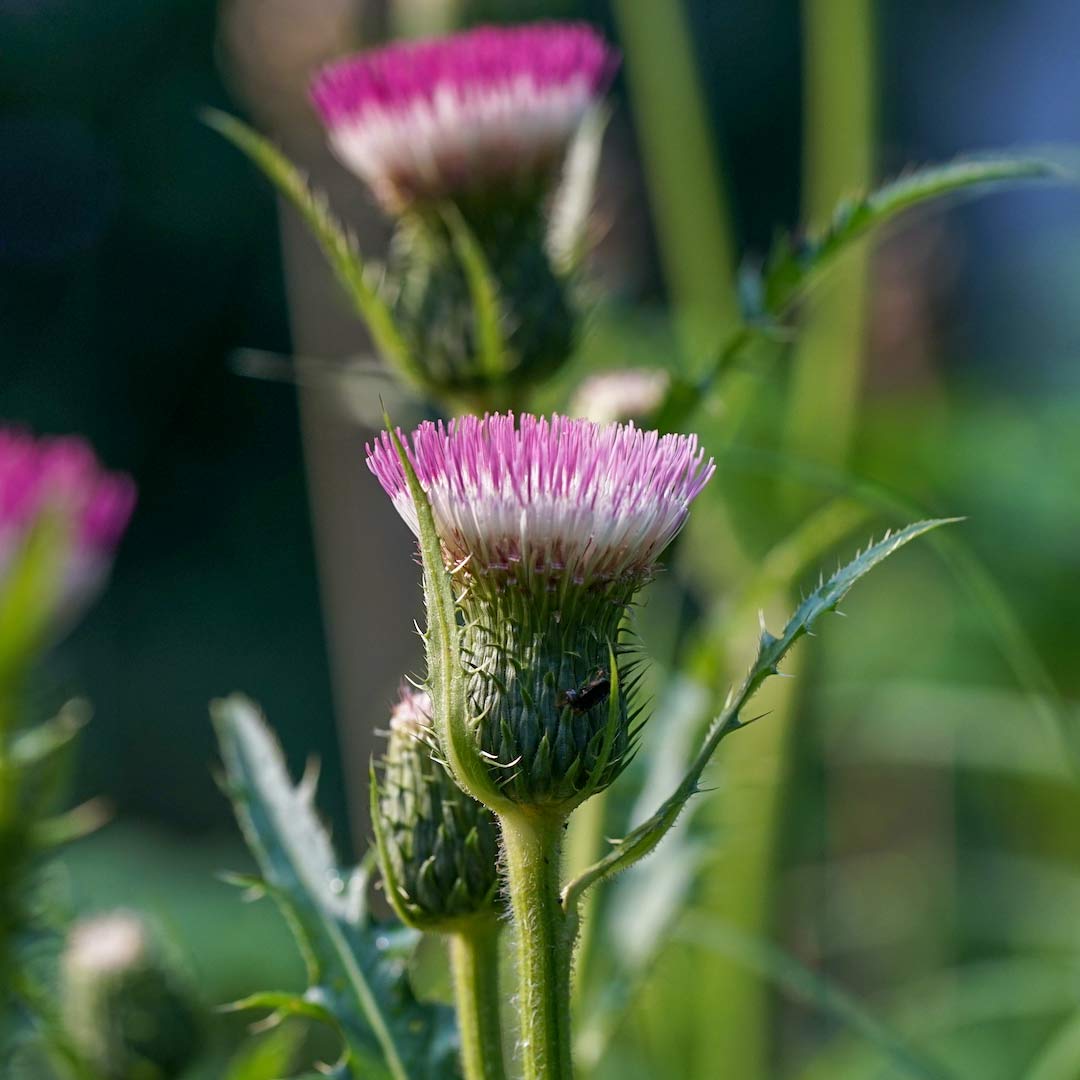 Cirsium ‘Mount Etna’