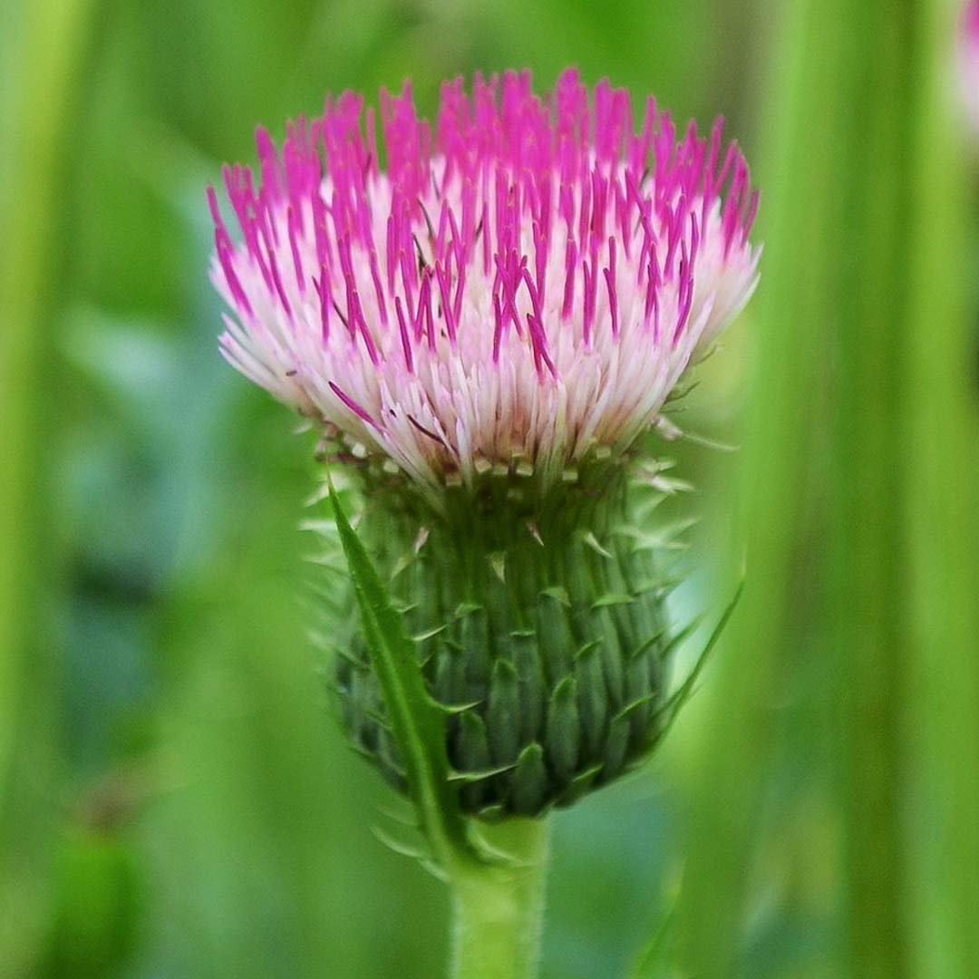Cirsium ‘Mount Etna’