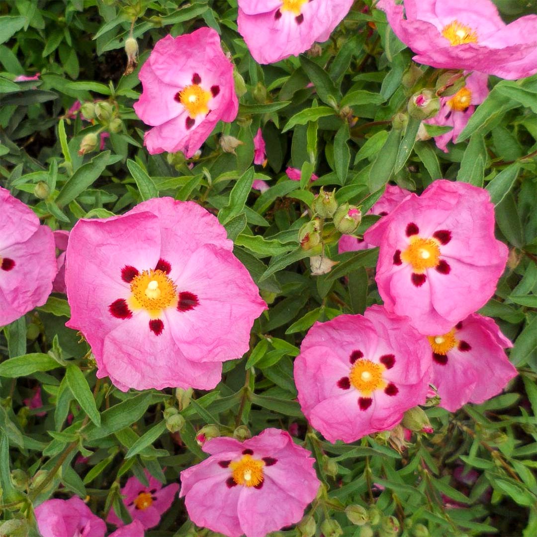Cistus x purpureus