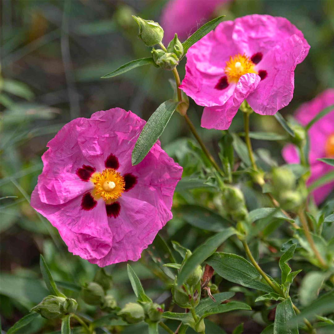 Cistus x purpureus