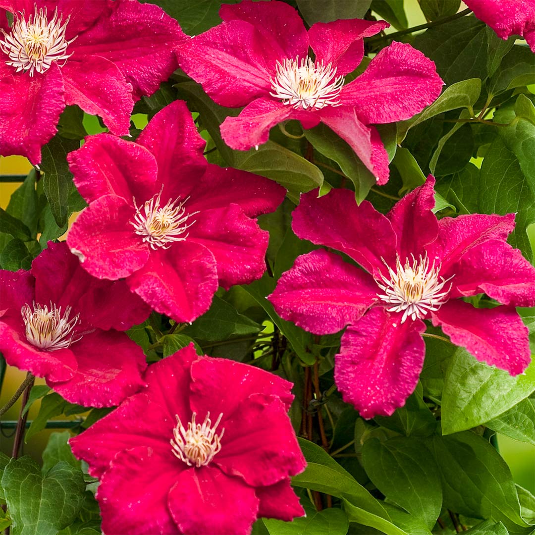 Clematis 'Ernest Markham'