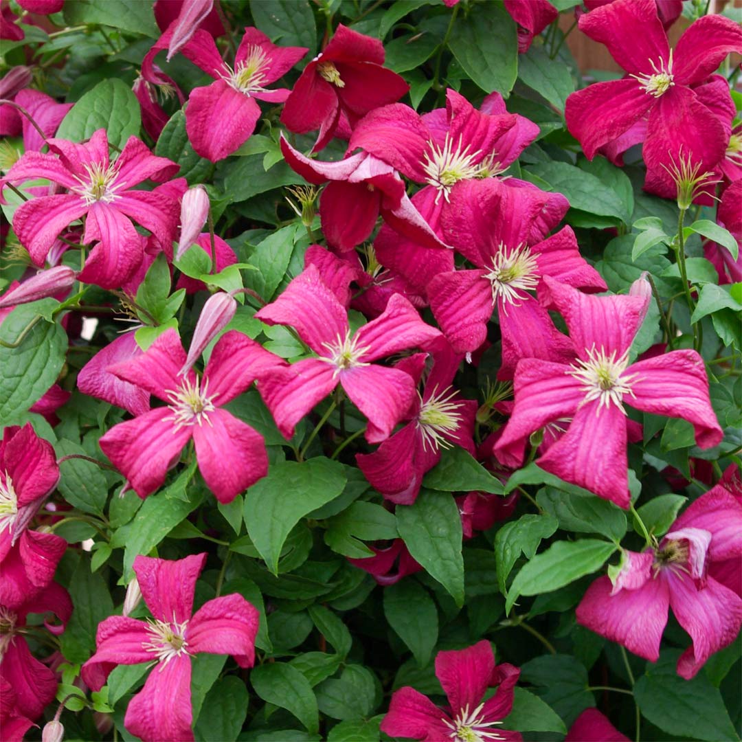 Clematis 'Madame Julia Correvon'