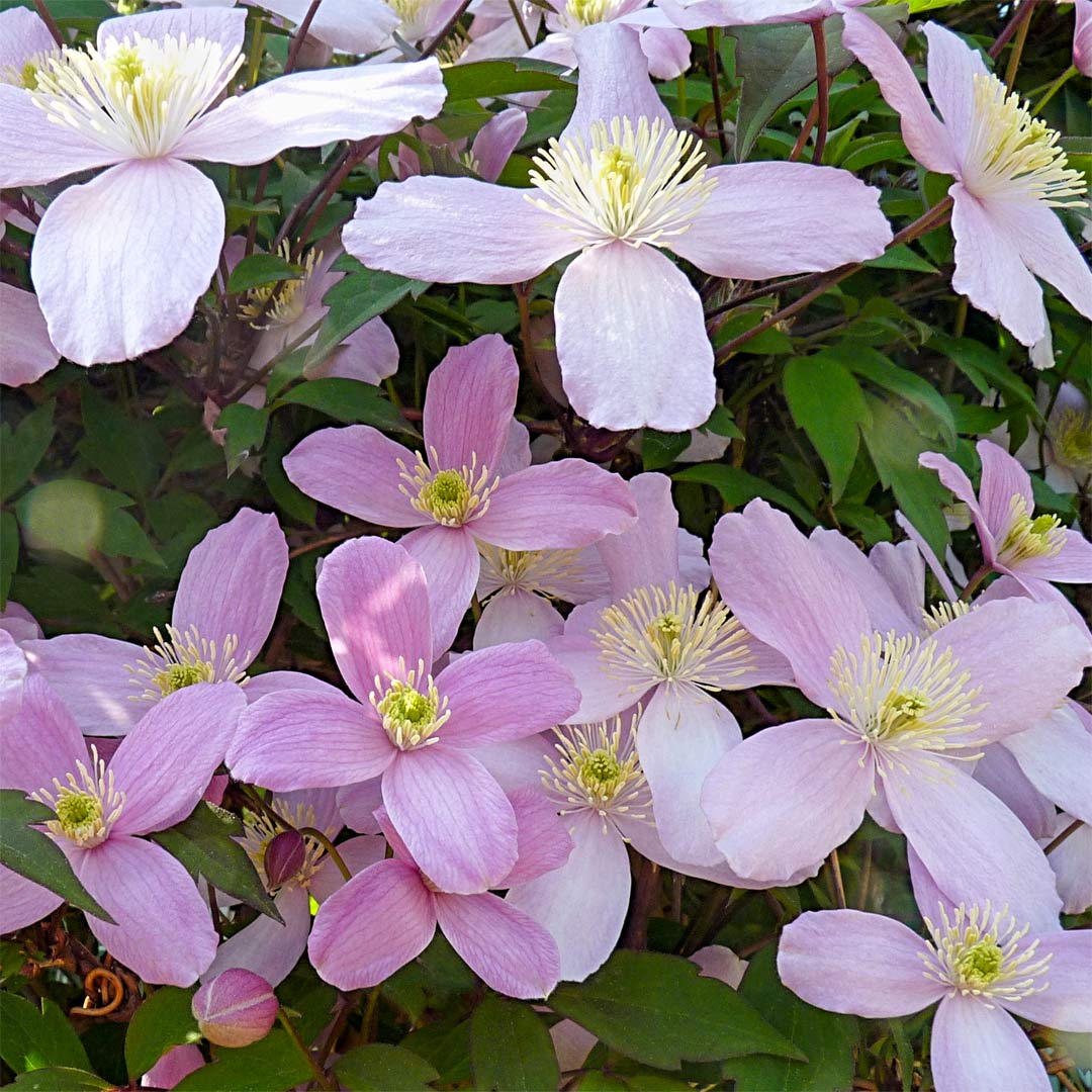 Clematis montana 'Elizabeth'