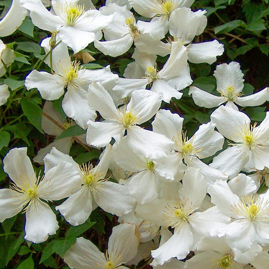 Clematis montana 'Grandiflora'