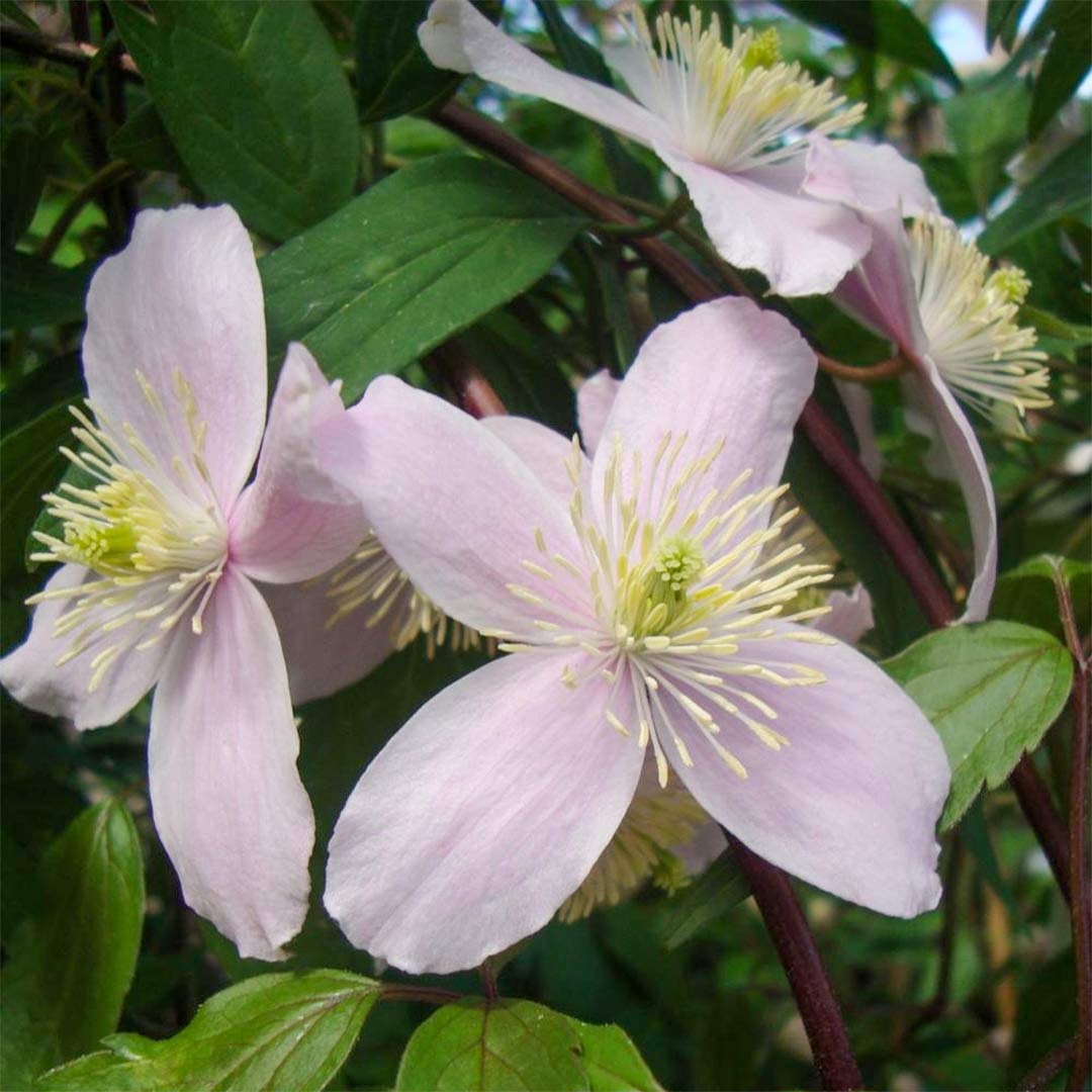 Clematis montana 'Rubens'