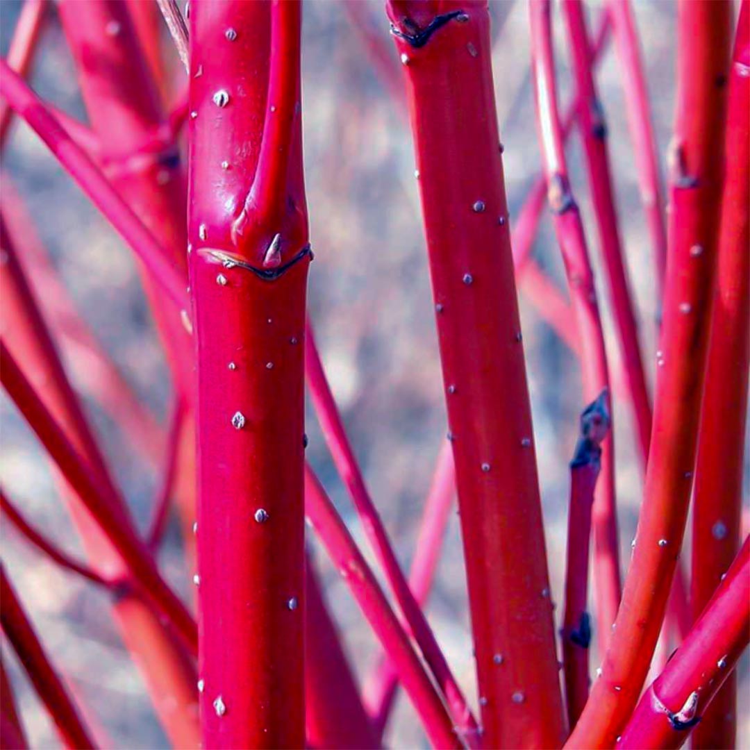 Cornus alba 'Baton Rouge'