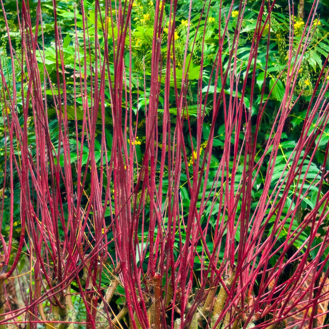 Cornus alba 'Sibirica'