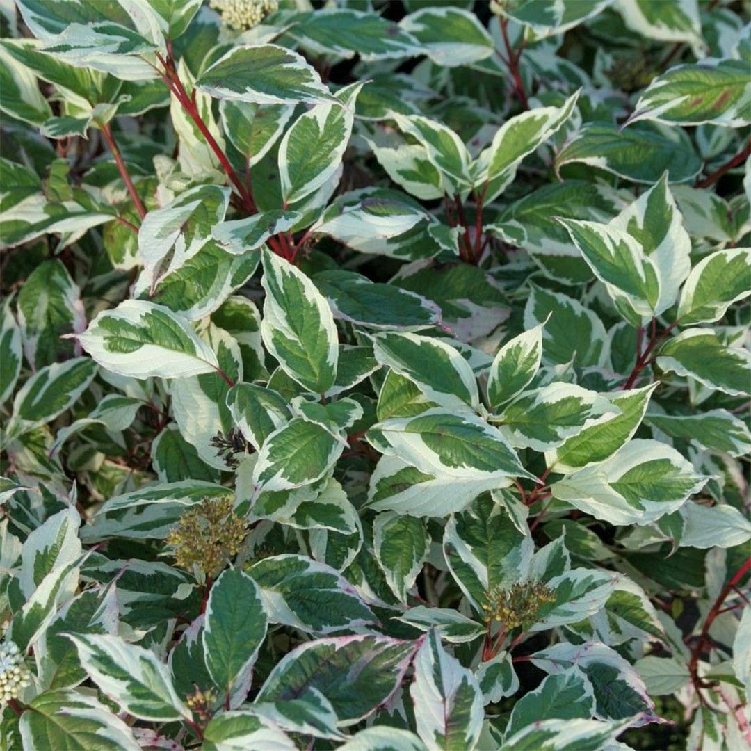 Cornus alba 'Sibirica Variegata'