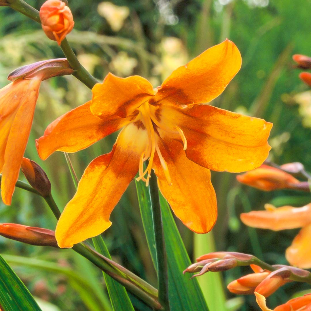 Single flower of Montbretia, Crocosmia × crocosmiiflora 'Emily Mckenzie'