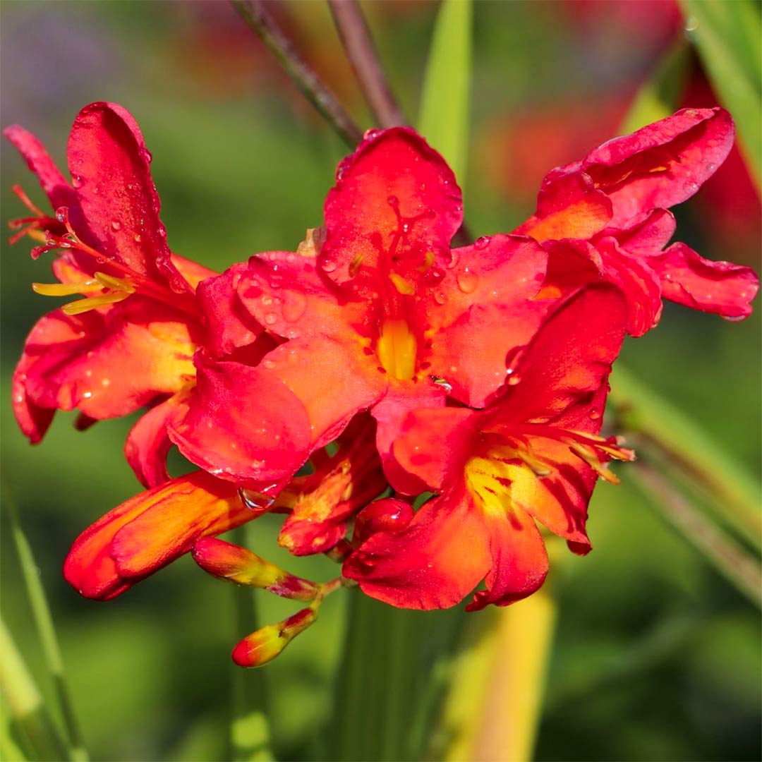 Crocosmia x crocosmiiflora 'Limpopo'