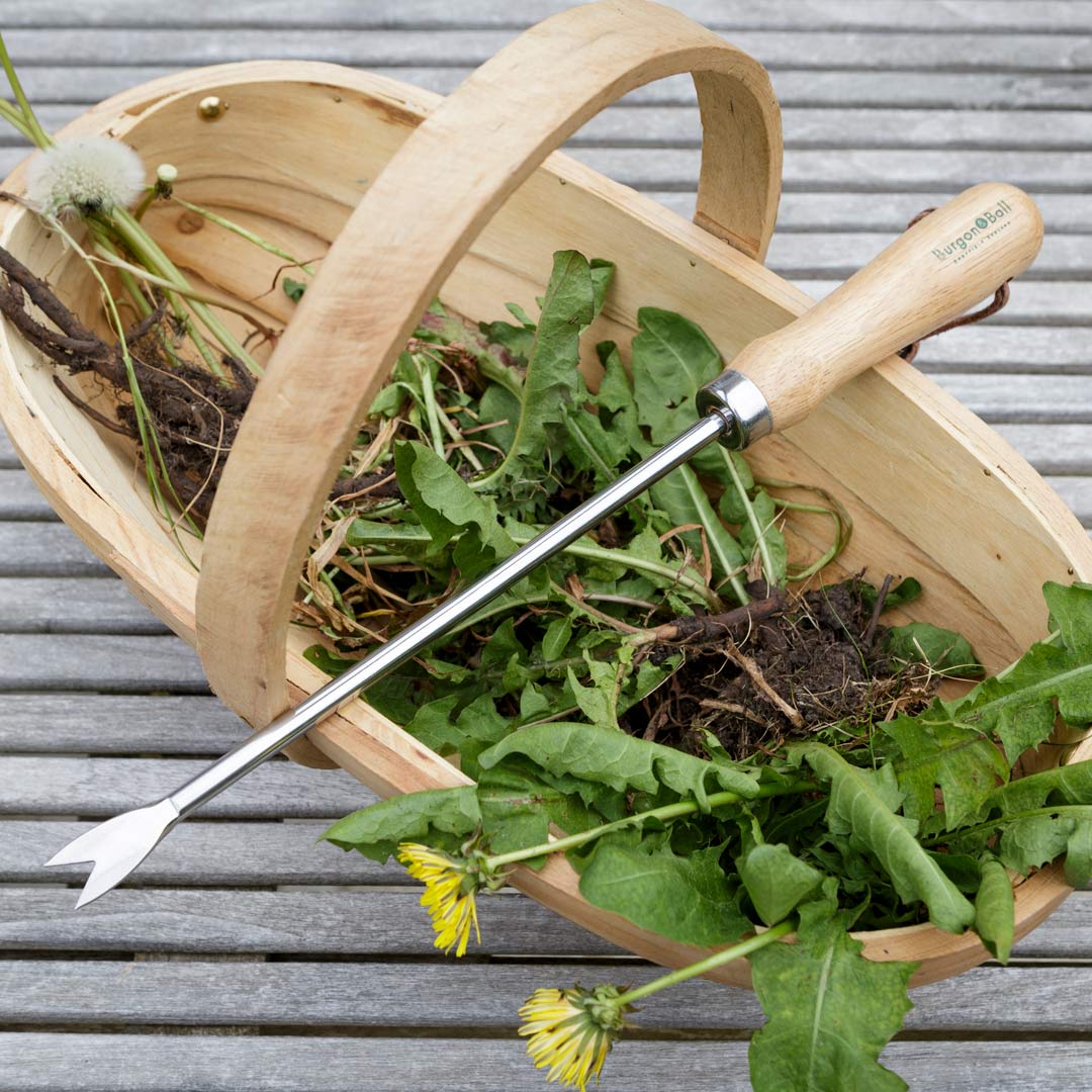 Dandelion weed remover