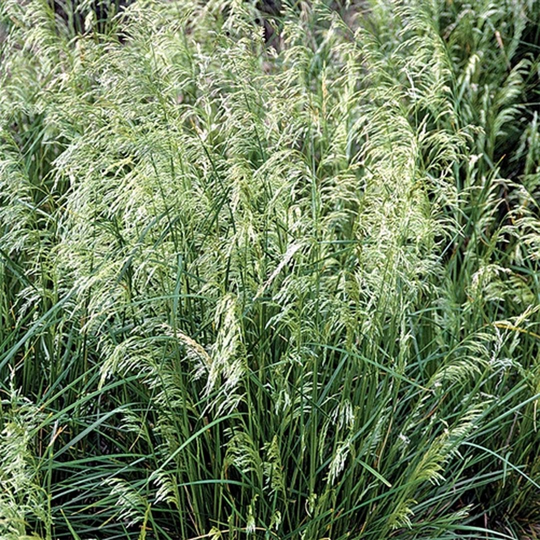 Deschampsia cespitosa 'Pixie Fountain'