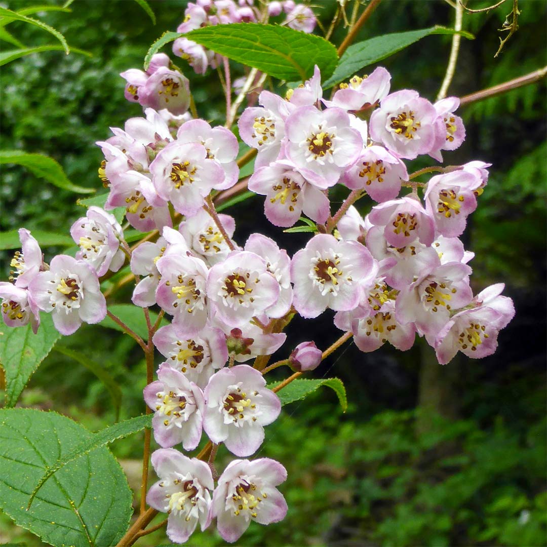 Deutzia hookeriana