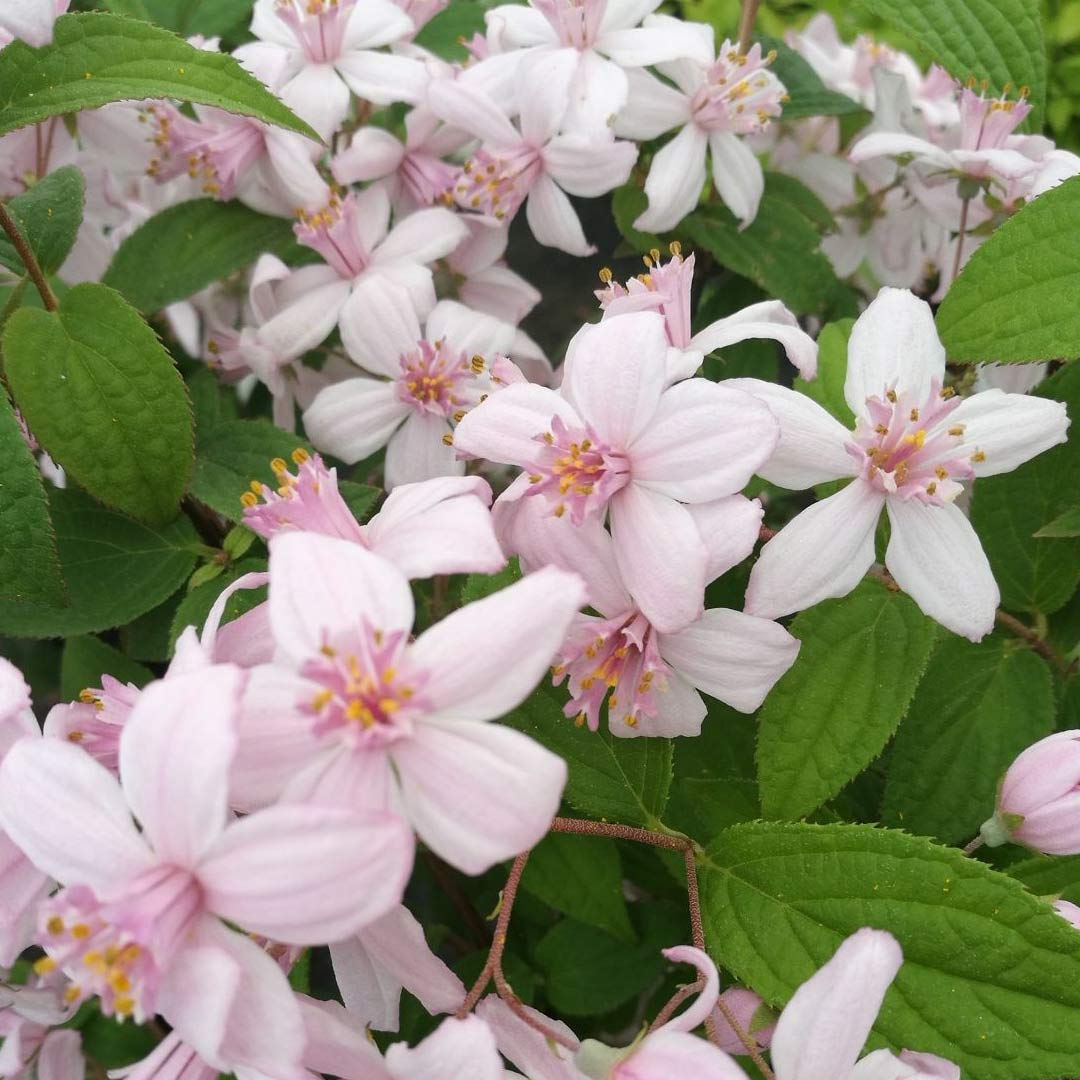 Deutzia x hybrida 'Mont Rose'