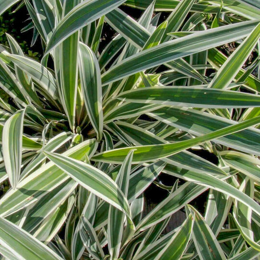 Dianella tasmanica 'Destiny'
