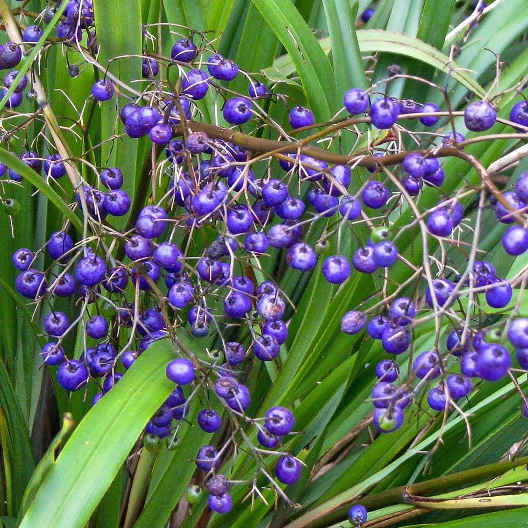 Dianella tasmanica 'Destiny'
