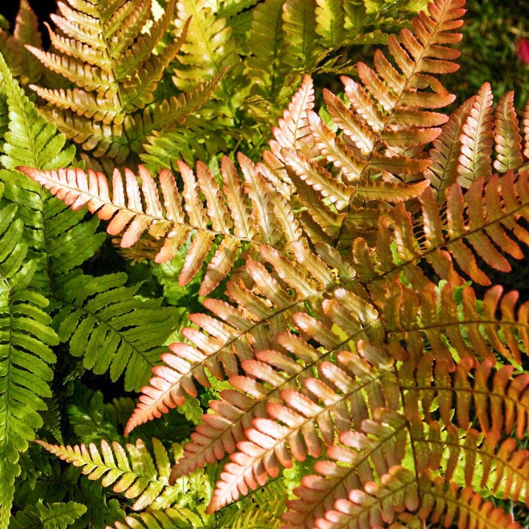 Dryopteris erythrosora prolifica