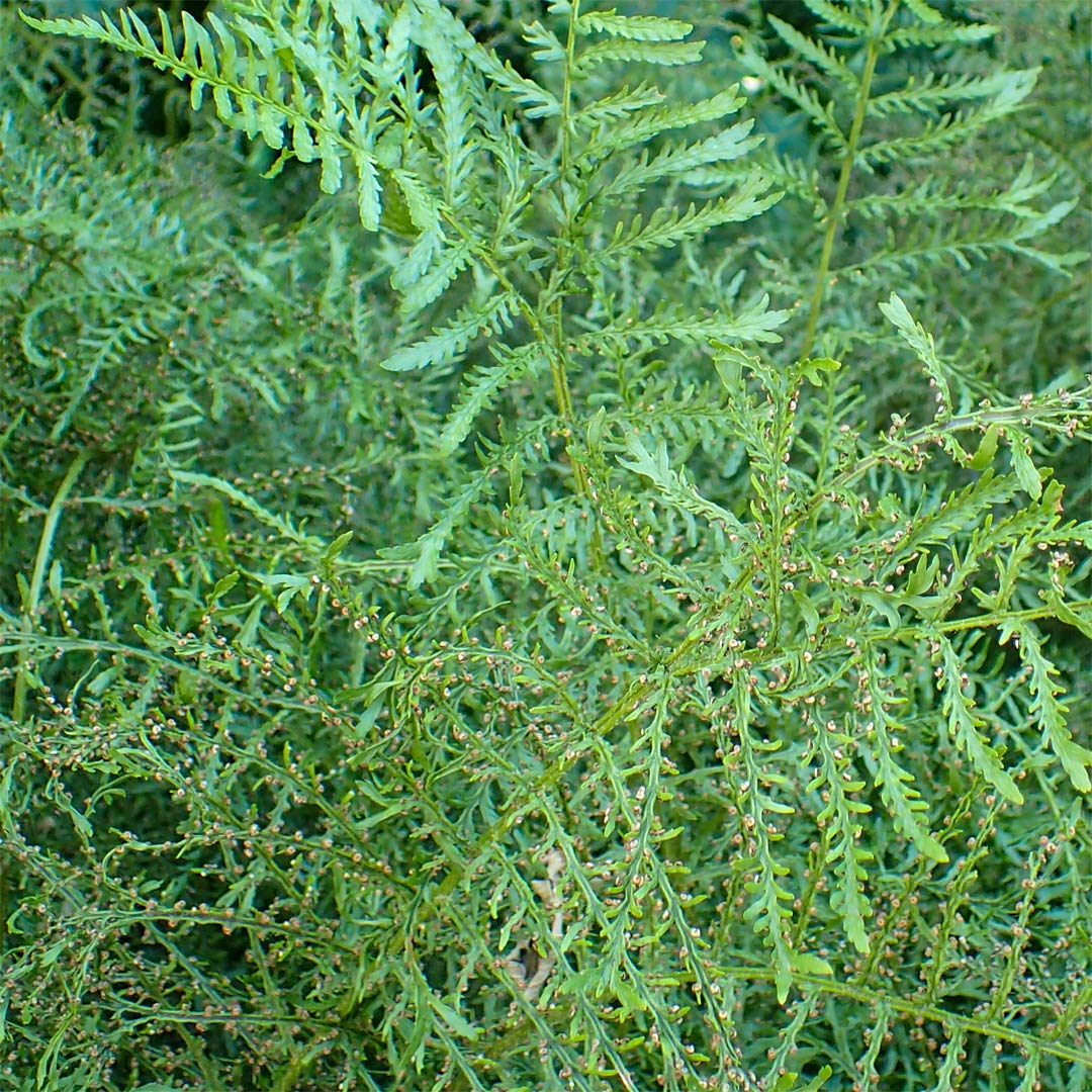Dryopteris filix-mas linearis polydactyla