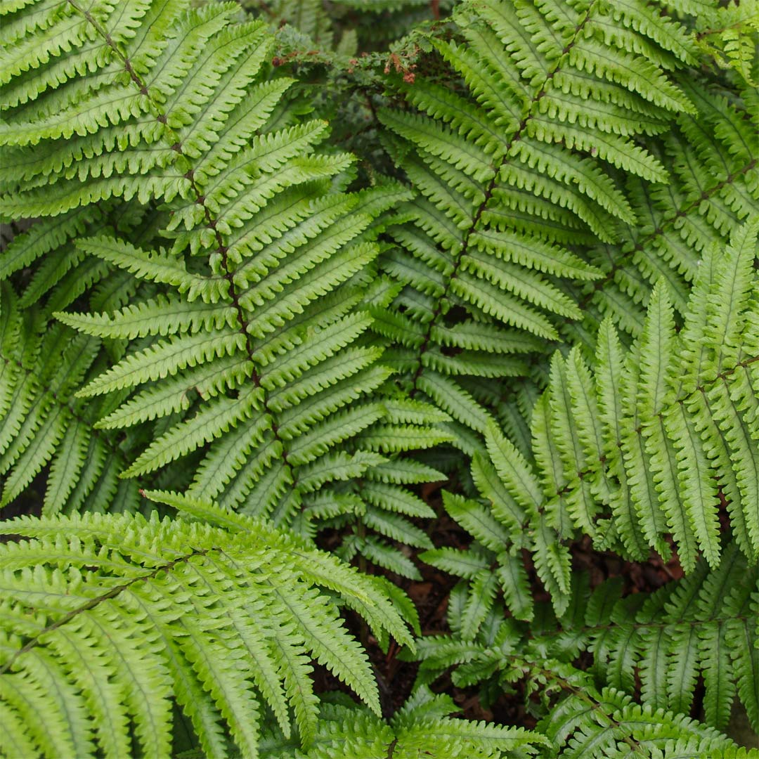 Dryopteris wallichiana